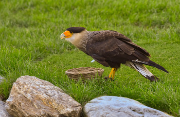 Falco sul prato