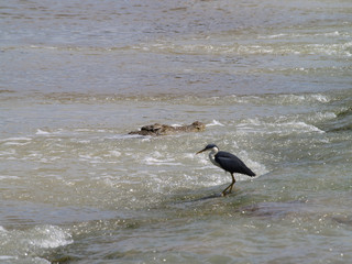 Crocodile and Bird looking for food