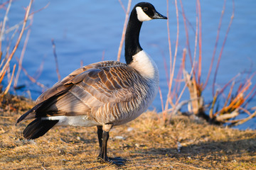 Canadian Goose