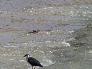 Crocodile and Bird looking for food