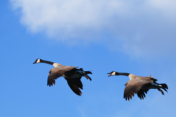 Obraz premium Geese in flight