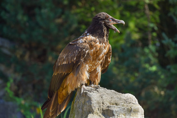 Gipeto sul sasso con becco aperto e guarda a destra