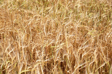 Rye ears and a dragonfly.