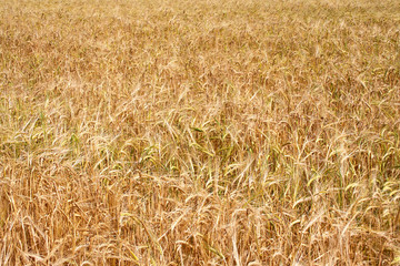 Fototapeta premium Field of ripe rye.