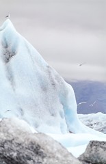 Eisberge mit sitzender Mantelmöwe (Larus marinus) und Küstenseeschwalben (Sterna paradisaea) auf dem Jökulsárlòn, Island 