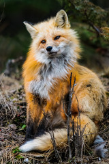 Wild Red Fox, Jasper National Park Alberta Canada