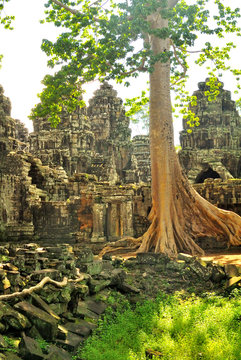カンボジアの遺跡と大きな木