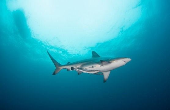 A black tip shark swimming through the clear water of the Kwa Zulu Natal 