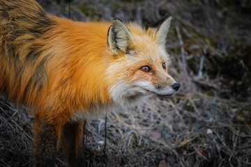 Wild Red Fox, Jasper National Park Alberta Canada