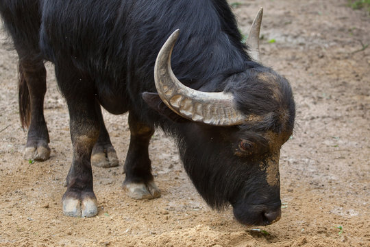 Asian water buffalo (Bubalus bubalis)