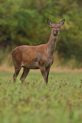 Big and beautiful red deer female during the deer rut in the nature habitat in Czech Republic, european animals, deer rut, deer-park