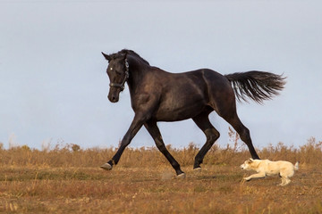 Black horse trotting with dog