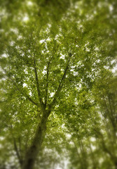 Abstract blur tree with bokeh, use for background.