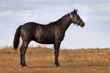 Black horse exterior outdoor