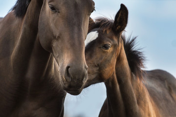 Mare and foal close up portrait - obrazy, fototapety, plakaty