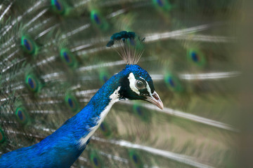 Obraz premium Indian peafowl (Pavo cristatus).