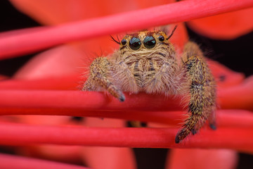 Close up female Hyllus diardi or Jumping spider on red Ixora