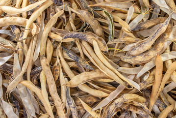 dry bean pods (phaseolus vulgaris), perfect background for your concept or project