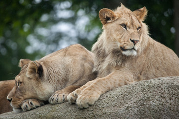 Obraz na płótnie Canvas Lioness and juvenile male lion (Panthera leo).
