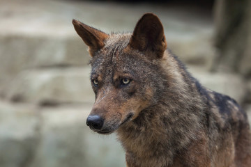 Iberian wolf (Canis lupus signatus).
