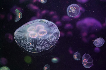 Naklejka premium Moon jellyfish (Aurelia aurita).