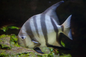 Atlantic spadefish (Chaetodipterus faber). © Vladimir Wrangel