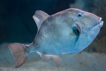 Obraz premium Grey triggerfish (Balistes capriscus).