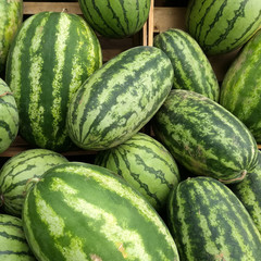 Many big sweet green watermelons in market