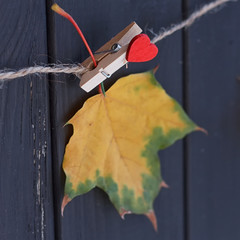 autumn maple leaf on a clothes line