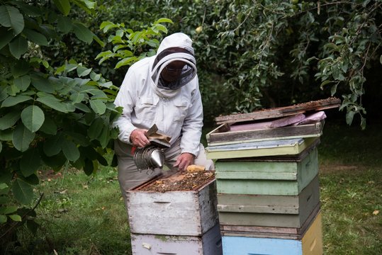 Beekeepers smoking the bees away from hive in apiary garden