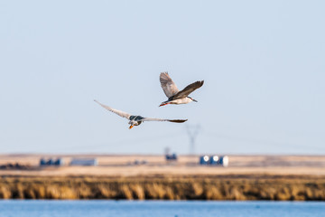 Black-crowned Night-Heron (Nycticorax nycticorax)