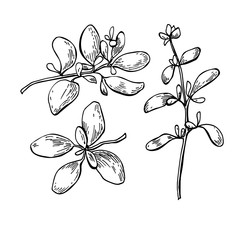 Marjoram vector hand drawn illustration set. Isolated spice obje