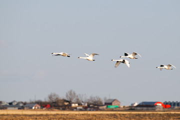 Tundra Swan (Cygnus columbianus)