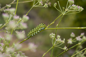 Зеленая гусеница