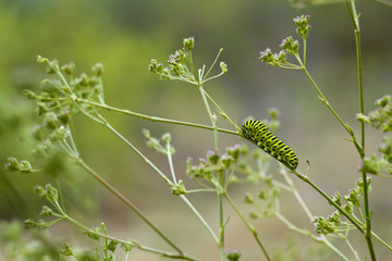 Зеленая гусеница