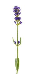 Obraz na płótnie Canvas Lavender flower
