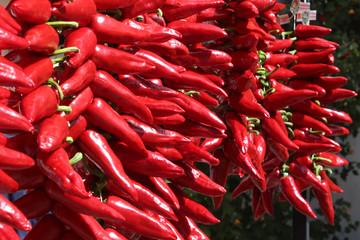 Piments d'Espelette / Espelette pepper (Capsicum annuum)
