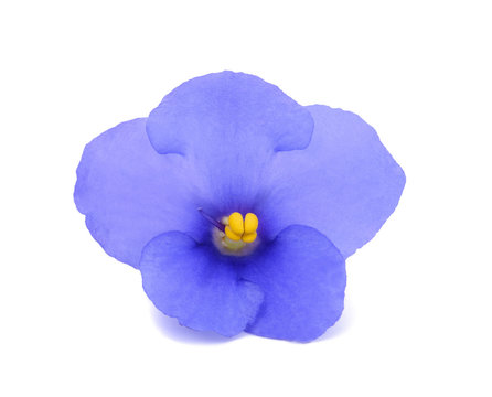 Saintpaulia (African violets)