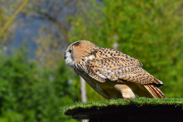 Gufo siberiano osserva a sinistra
