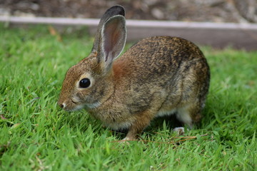 Kaninchen