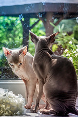 Sphinx cats