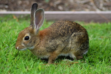 Kaninchen