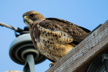 Swainson's Hawk (Buteo swainsoni).