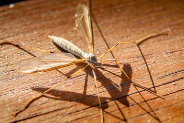 Mosquito on wood