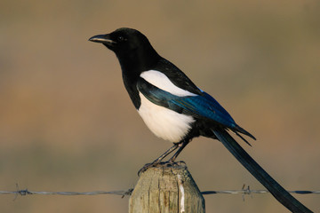 Obraz premium Black-billed Magpie on a fence post