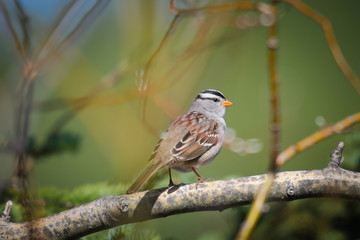 White-crowned Sparrow (Zonotrichia leucophrys)
