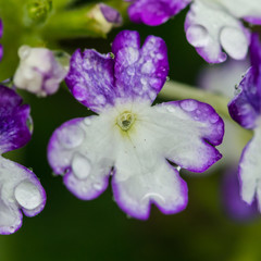 Obraz premium Verbena