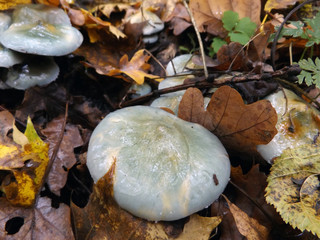 Champignons dans la forêt