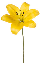 lily © _Vilor