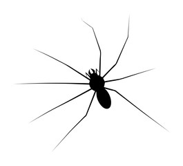 halloween spider vector symbol icon design.